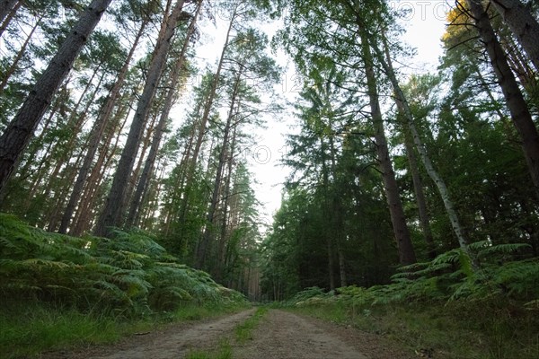 Hiking trail in the Darss primeval forest