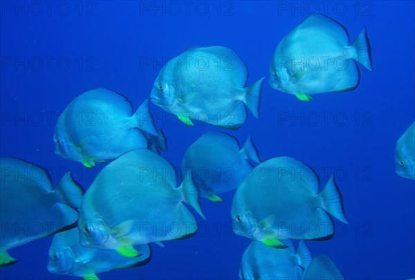 Group of roundhead batfish