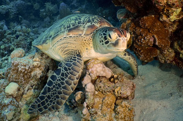 Green turtle