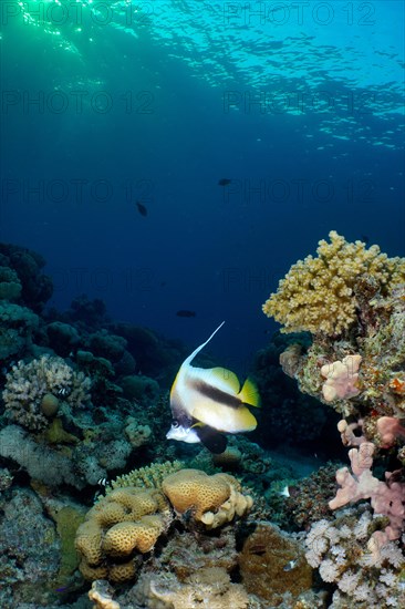 Red sea bannerfish