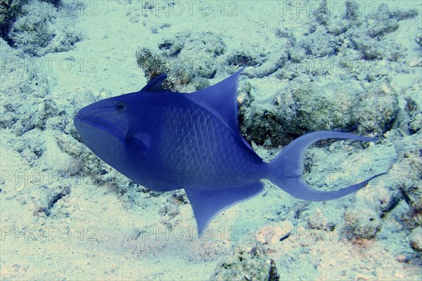 Redtoothed triggerfish