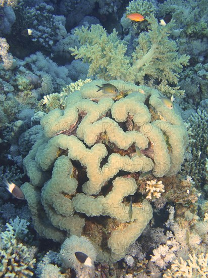 Bubble coral