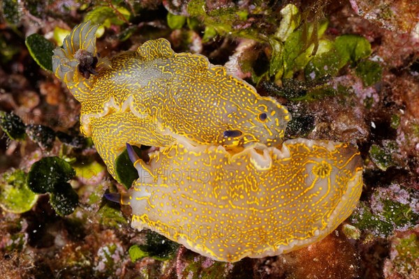 Yellow-violet star snail Star snail