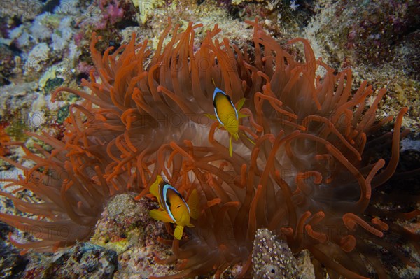 Fluorescent bubble-tip anemone