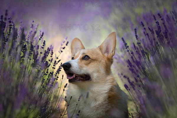 Welsh Corgi Pembroke dog beautifully posing on a lavender field between paths. Lavender field in Poland