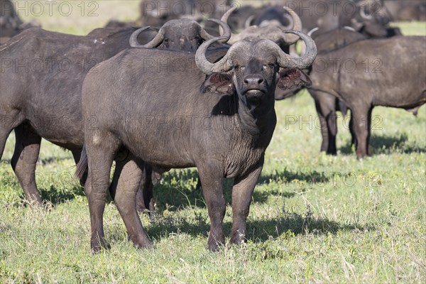 Cape buffalo