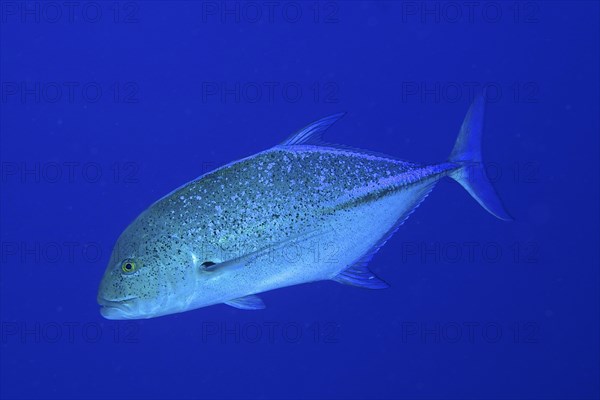 Bluefin trevally