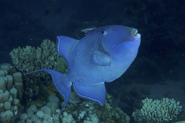 Blue triggerfish