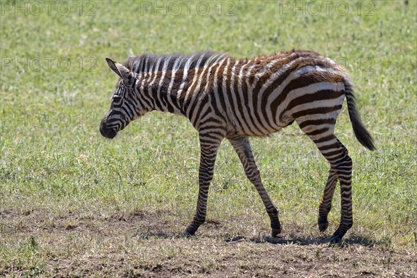 Plains zebra