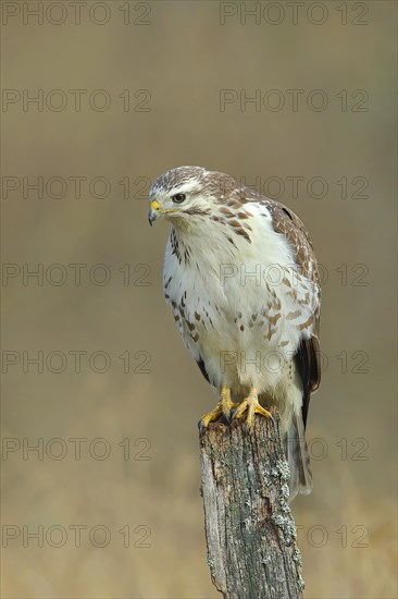 Common steppe buzzard