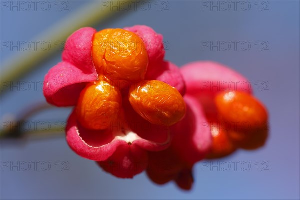 Common spindle tree