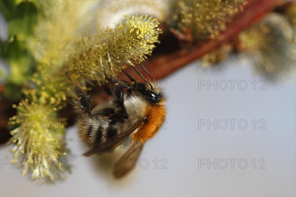 Common carder-bee