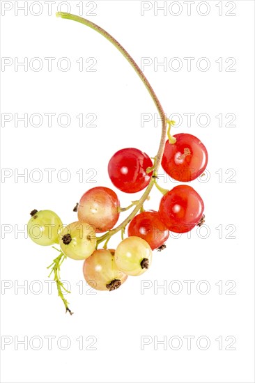 Redcurrant