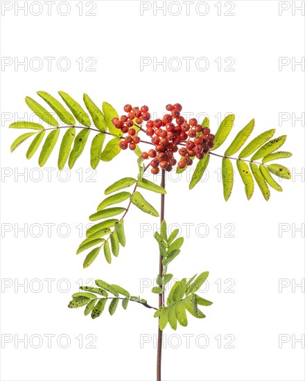 Mountain ash