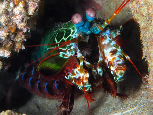 Portrait of peacock mantis shrimp