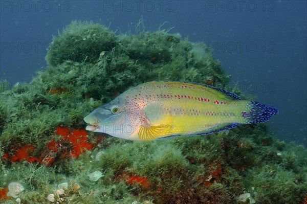 East atlantic peacock wrasse