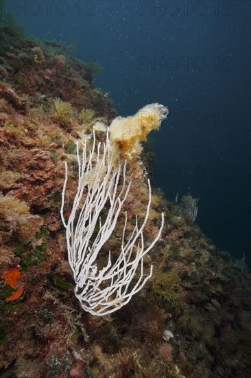 White gorgonian