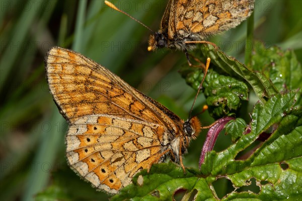 Golden Fritillary