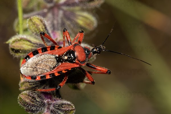 Red assassin bug sitting on green fruit capsules seen on right side