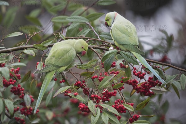 Rose-ringed parakeets