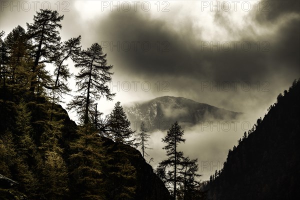 Single trees on rocky ridge in backlight with threatening cloudy sky