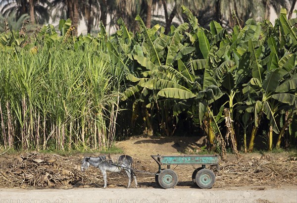 Donkey with cart