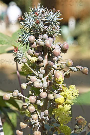 Castor bean castor oil plant