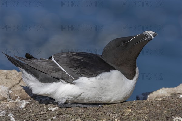 Razorbill