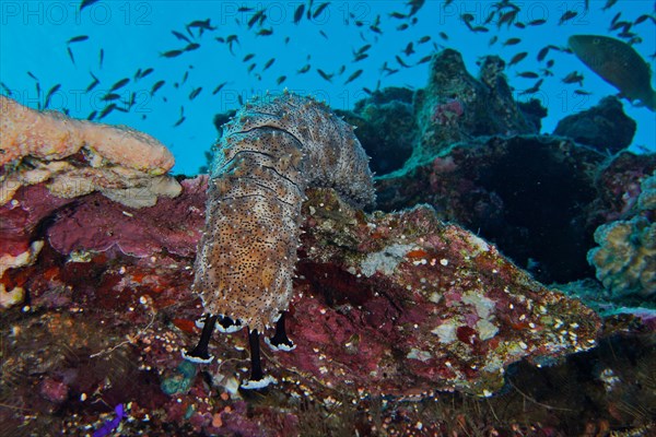 Graeffes sea cucumber