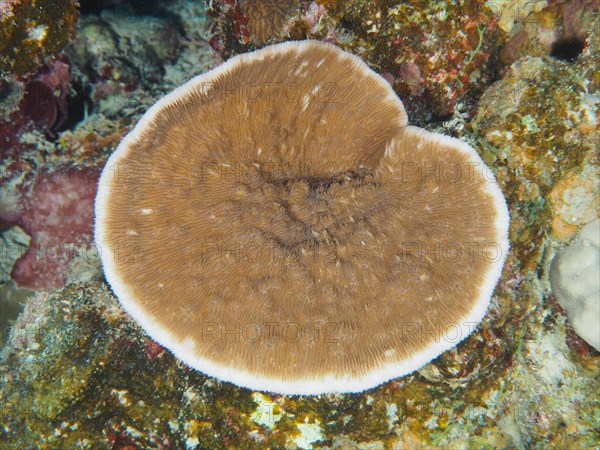 Grooved serpent coral