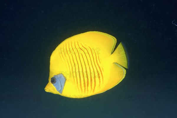 Bluecheek butterflyfish