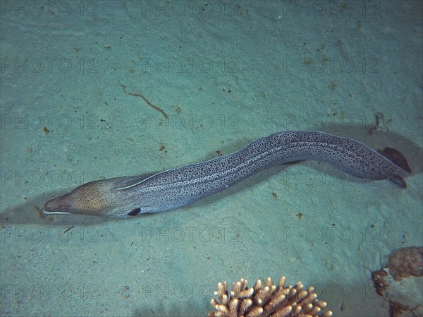 Free swimming giant moray