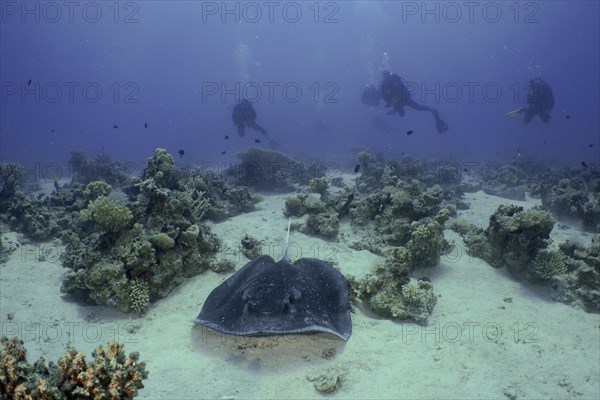 Blackspotted stingray