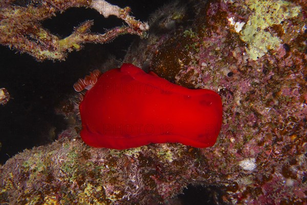 Spanish dancer