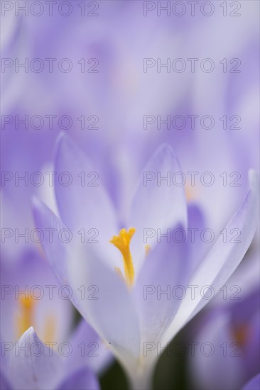 Woodland crocus