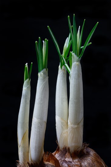 Sprouting Crocus Tubers