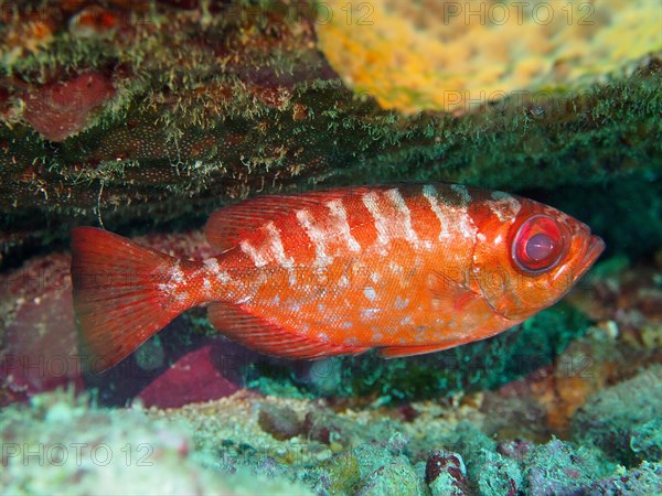 Atlantic bigeye bass