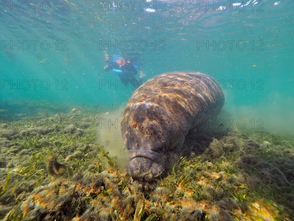 West indian manatee