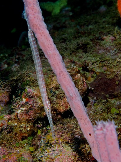 A juvenile West Atlantic trumpetfish