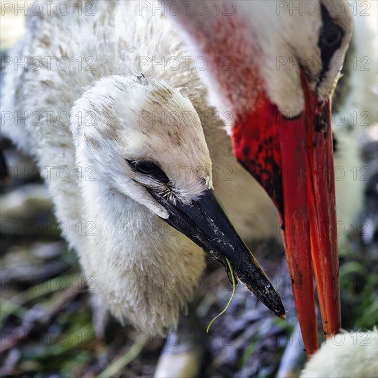 White stork