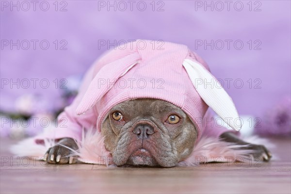 Cute lilac French Bulldog dog wearing pink Easter bunny costume hoodie