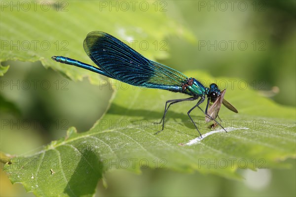 Banded demoiselle