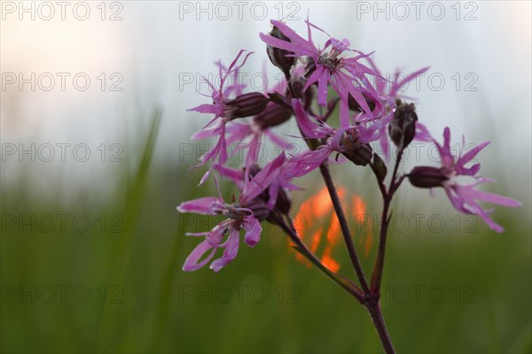 Ragged robin