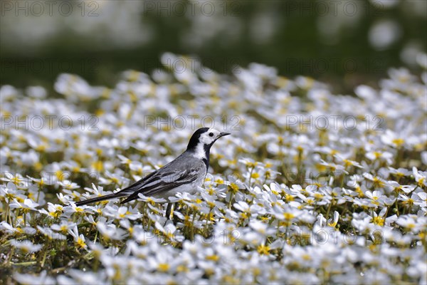 White wagtail