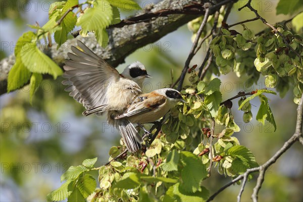 Eurasian penduline tit