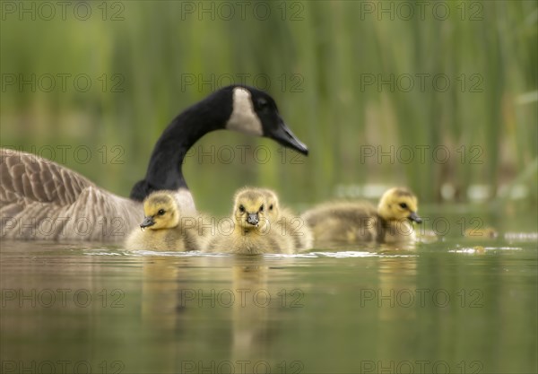 Canada Goose