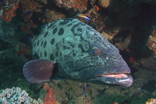 Potato grouper