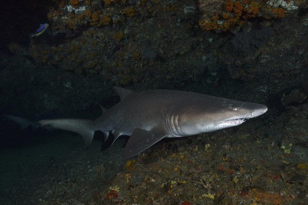 Sand tiger shark