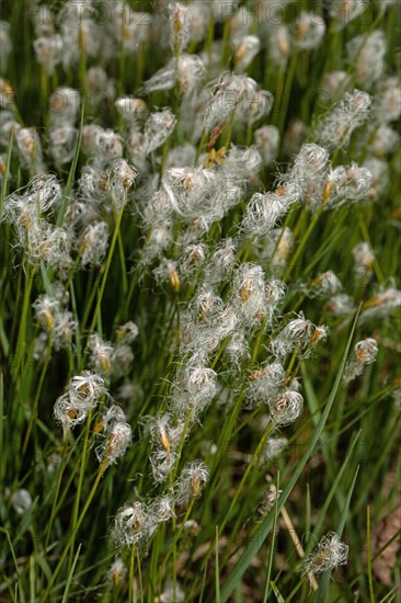 Sheath grass a few open white flowers next to each other