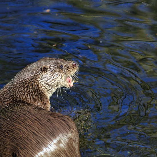 European otter